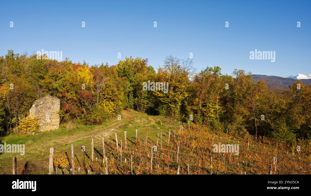 Vignoble italien entouré d'une forêt aux couleurs automnales à Dolegna del Collio. Province de Gorizia, Friuli Venezia Giulia, Italie. Banque D'Images