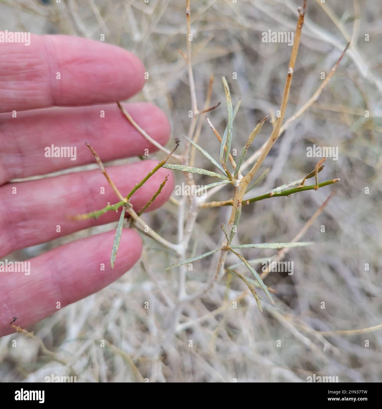 Indigobush de Schott (Psorothamnus schottii) Banque D'Images