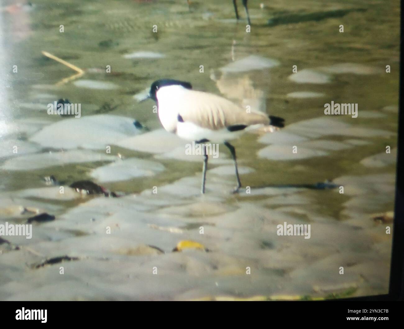 Dérapage de rivière (Vanellus duvaucelii) Banque D'Images