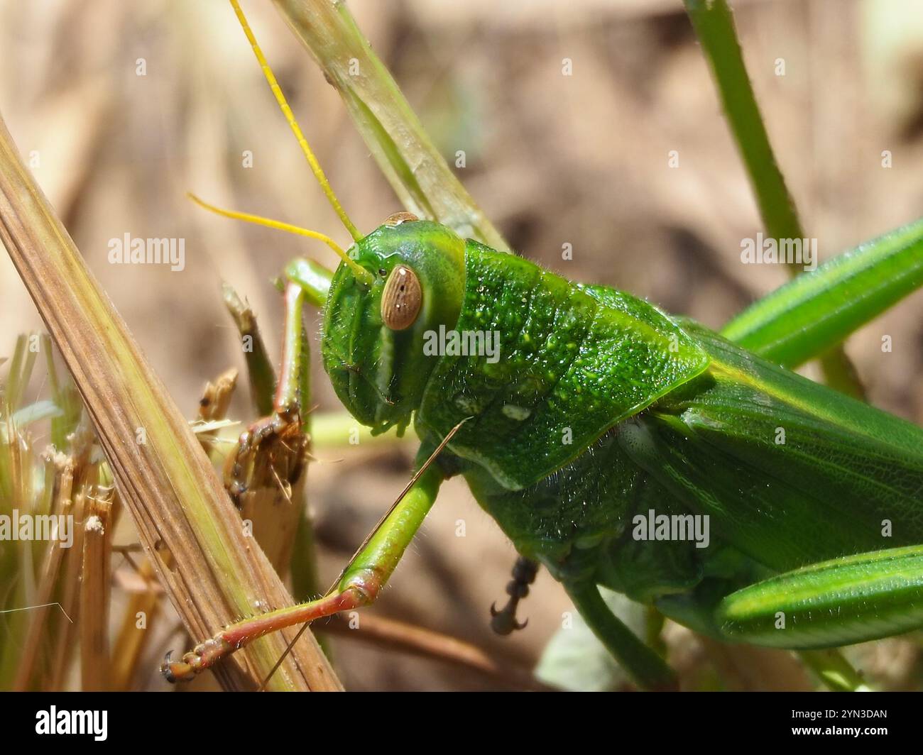 Grande sauterelle verte (Chondracris rosea) Banque D'Images