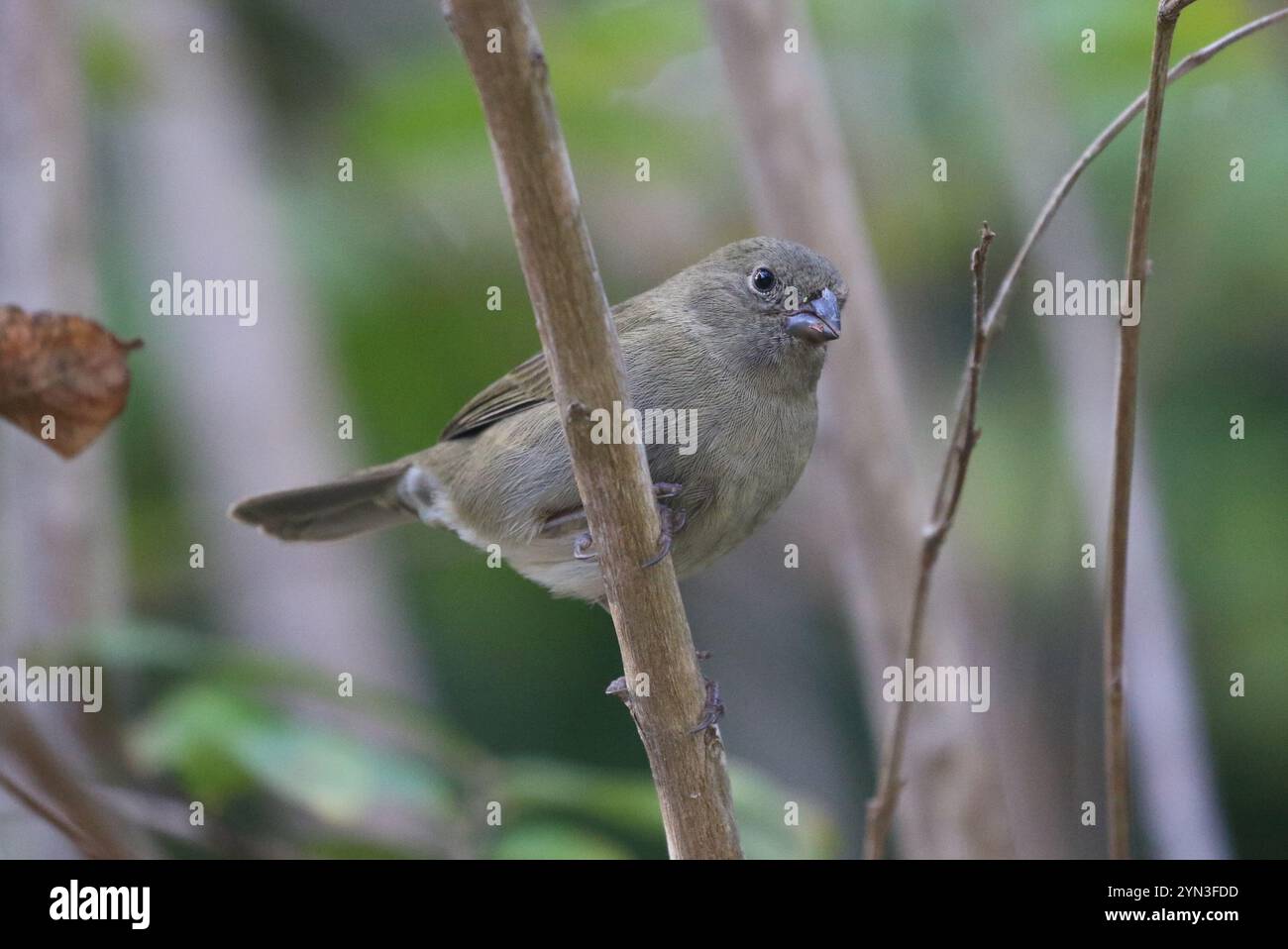 Grassquit à face noire (Melanospiza bicolor) Banque D'Images