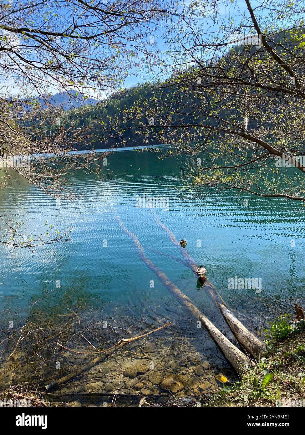 Un aperçu du magnifique lac Levico peuplé par sa faune splendide - Image de stock capturée avec un smartphone