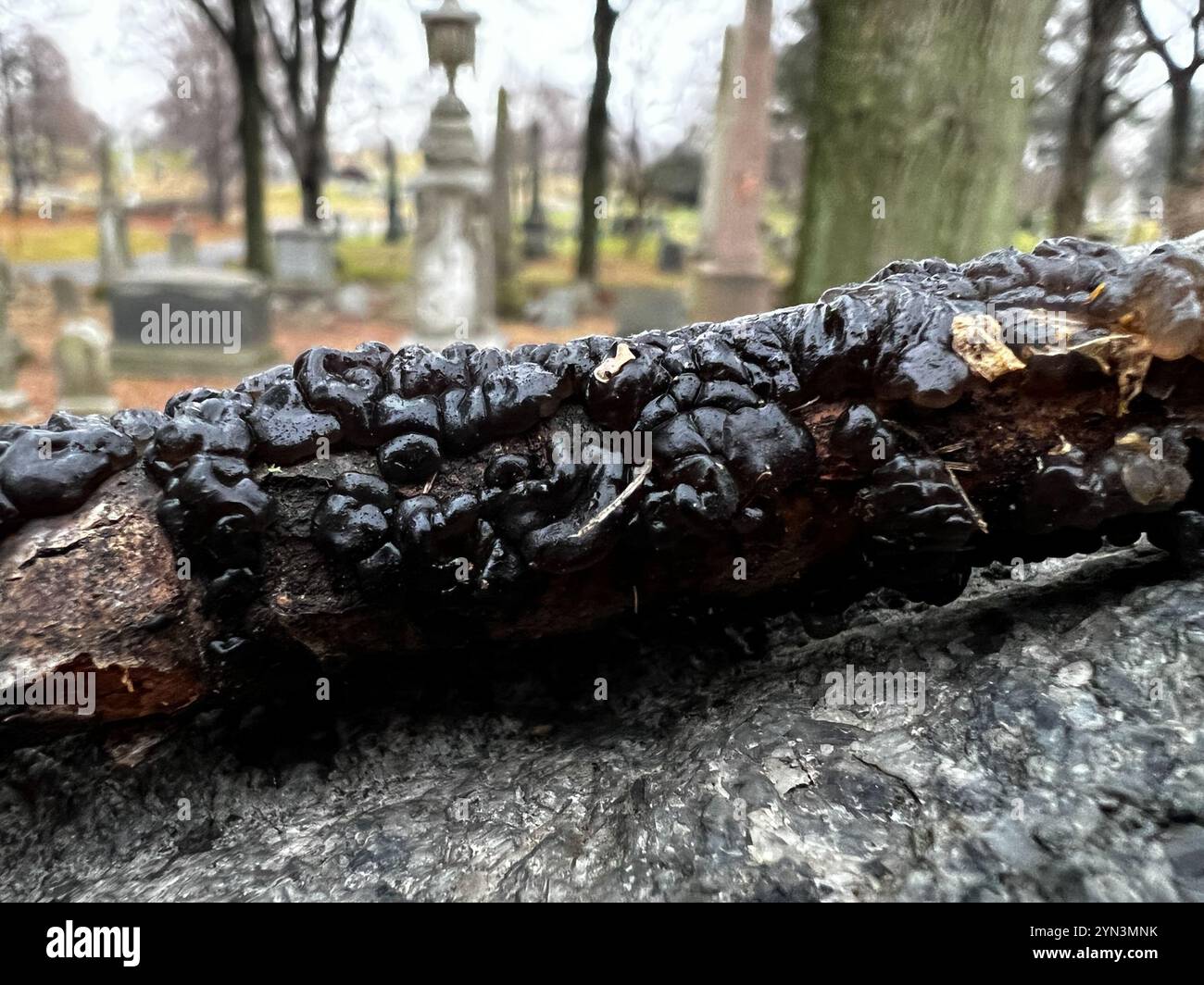 Beurre de Warlock (Exidia nigricans) Banque D'Images