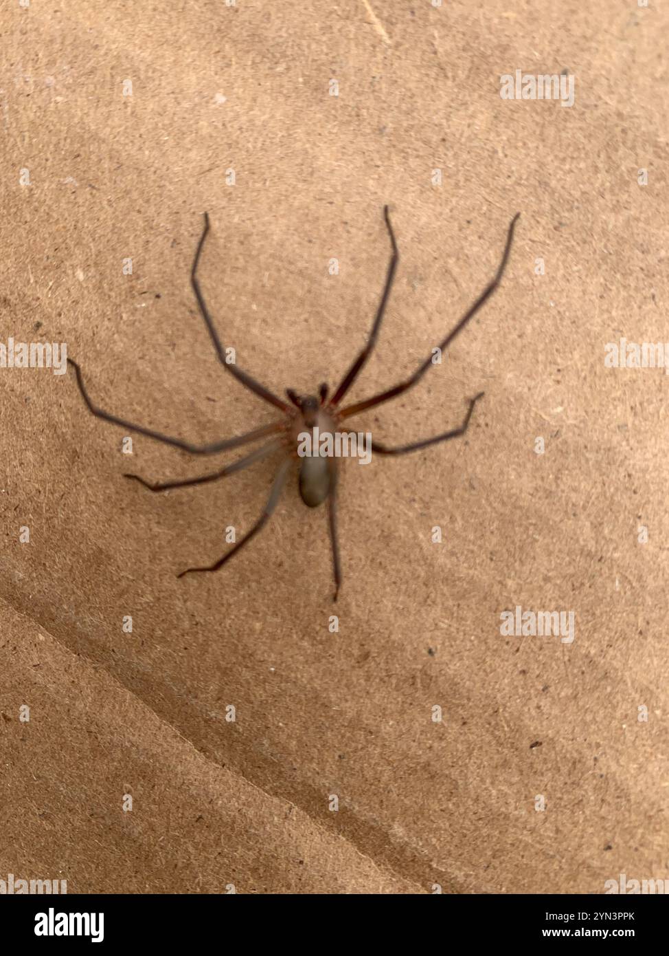 Recluse brune (Loxosceles reclusa) Banque D'Images