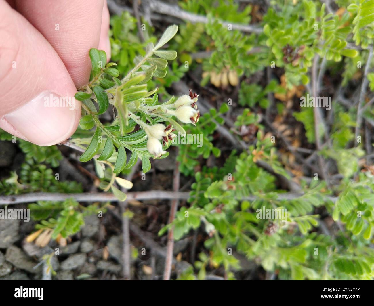 ʻŪlei (Osteomeles anthyllidifolia) Banque D'Images
