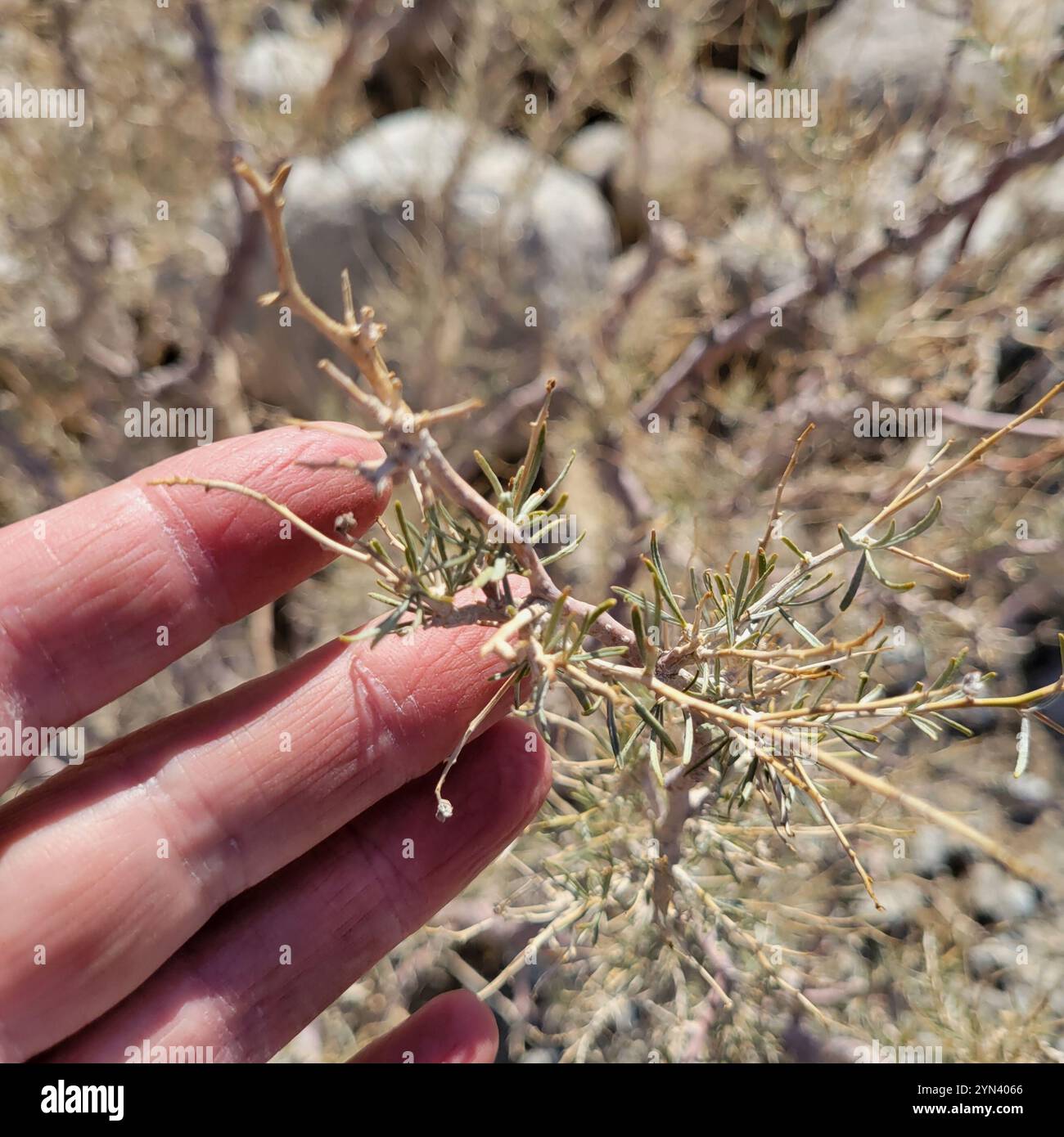 Indigobush de Schott (Psorothamnus schottii) Banque D'Images