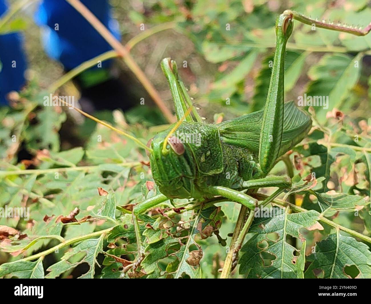 Grande sauterelle verte (Chondracris rosea) Banque D'Images