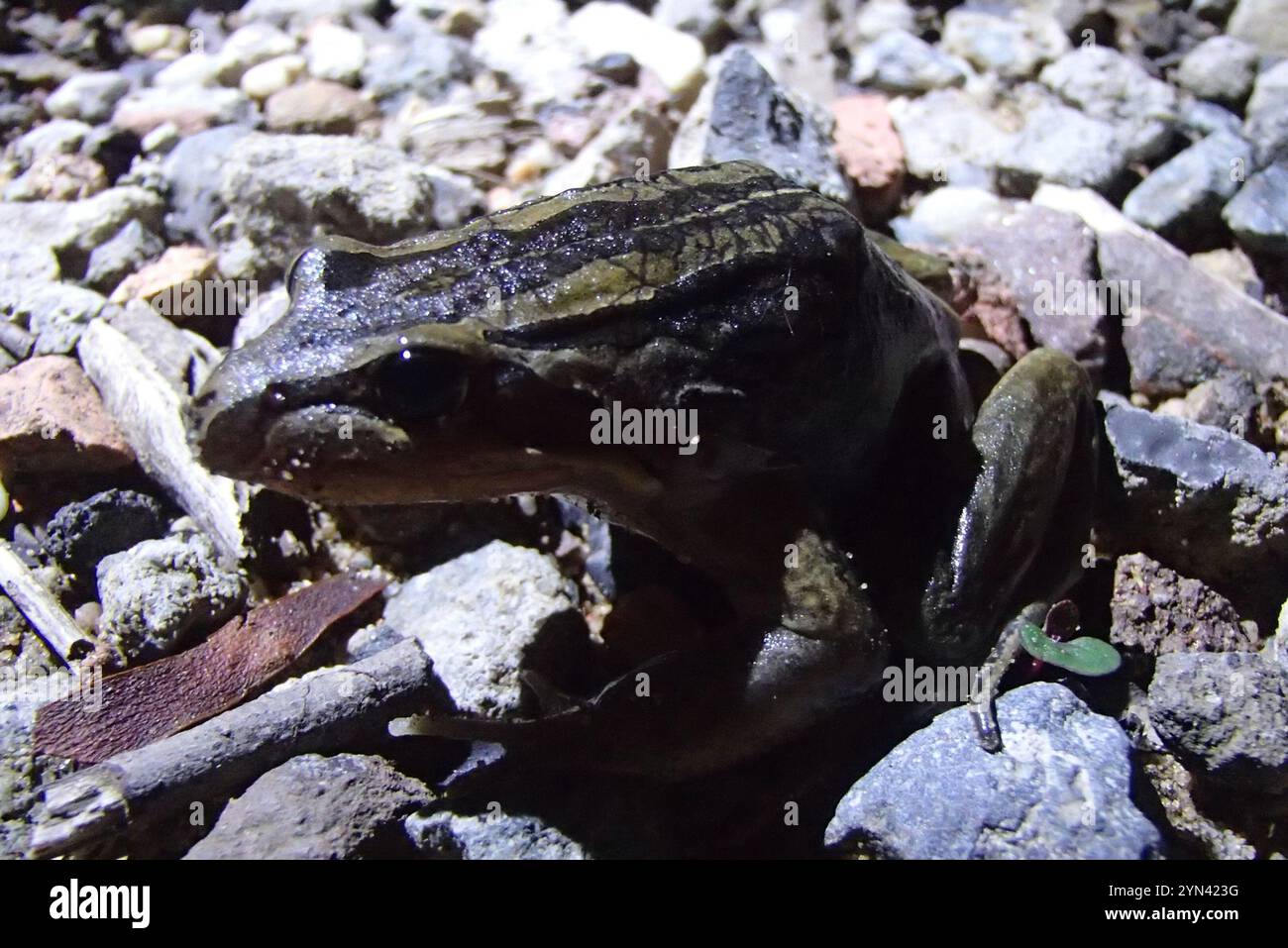 Grenouille des marais rayée (Limnodynastes peronii) Banque D'Images