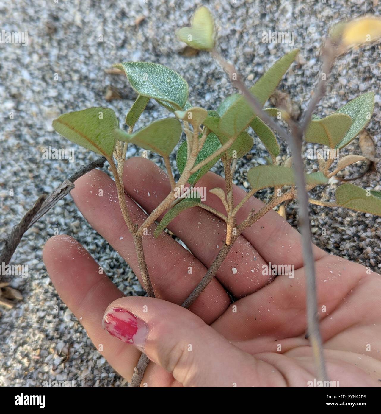 Plage Croton (Croton punctatus) Banque D'Images
