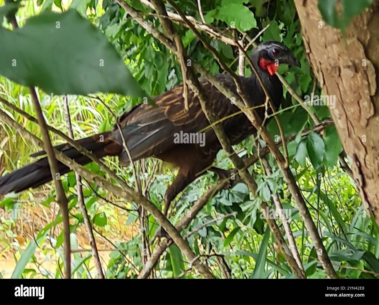 Guan rouillé (Penelope superciliaris) Banque D'Images