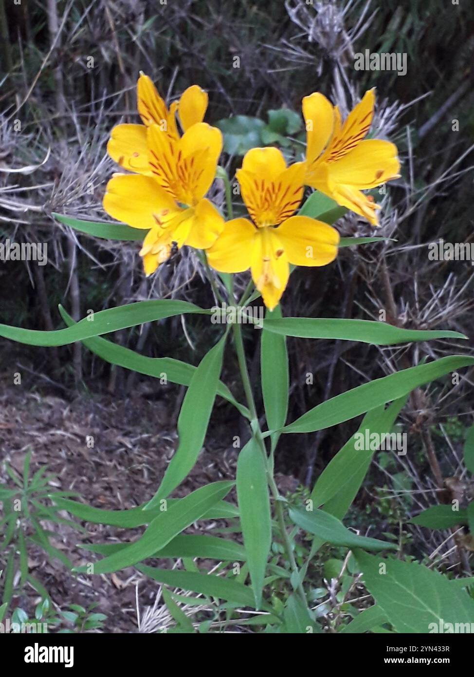 Lis du Pérou (Alstroemeria aurea) Banque D'Images