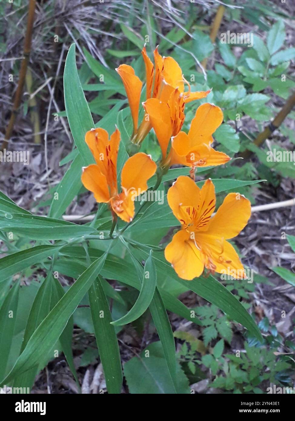 Lis du Pérou (Alstroemeria aurea) Banque D'Images