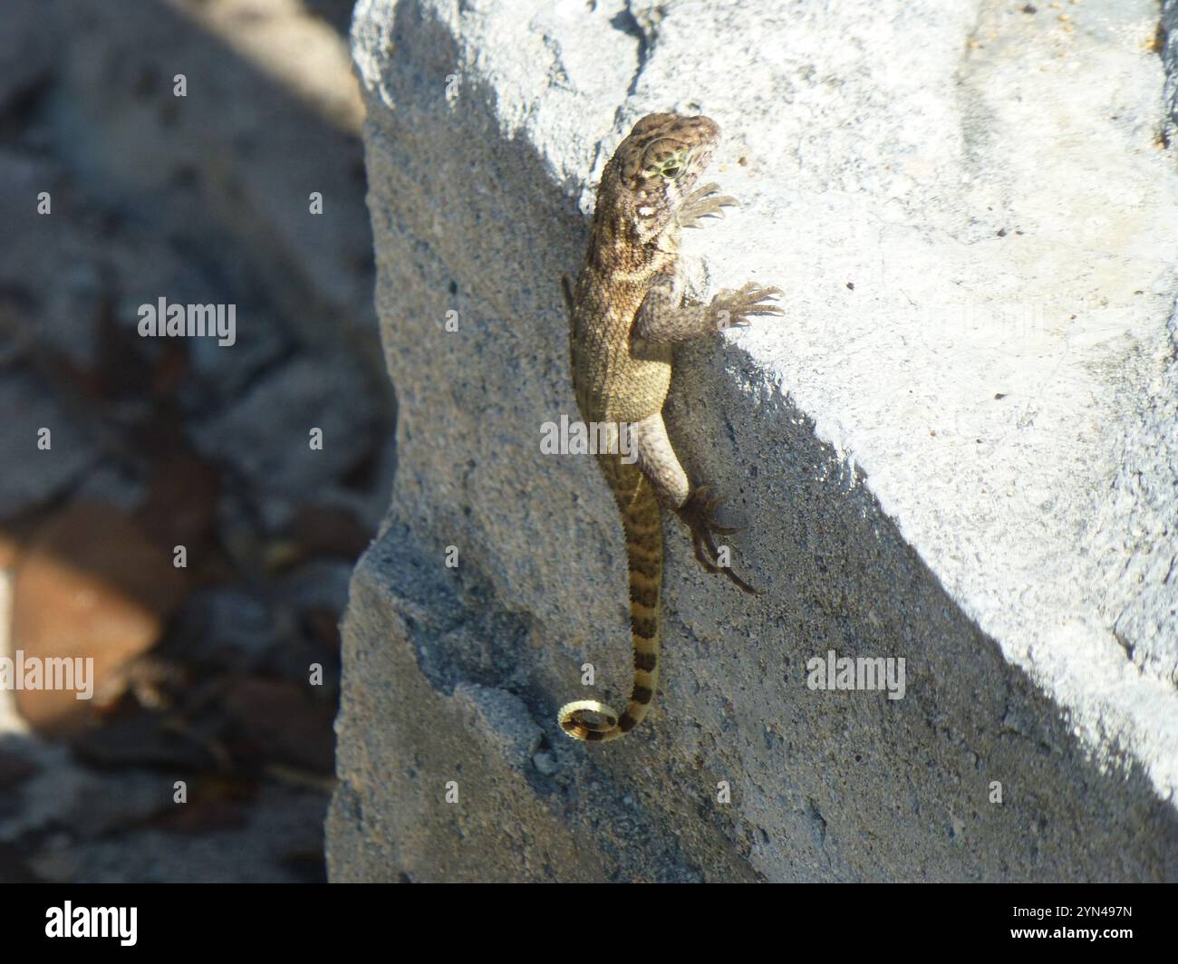 Le Lézard Curly nord (Leiocephalus carinatus) Banque D'Images