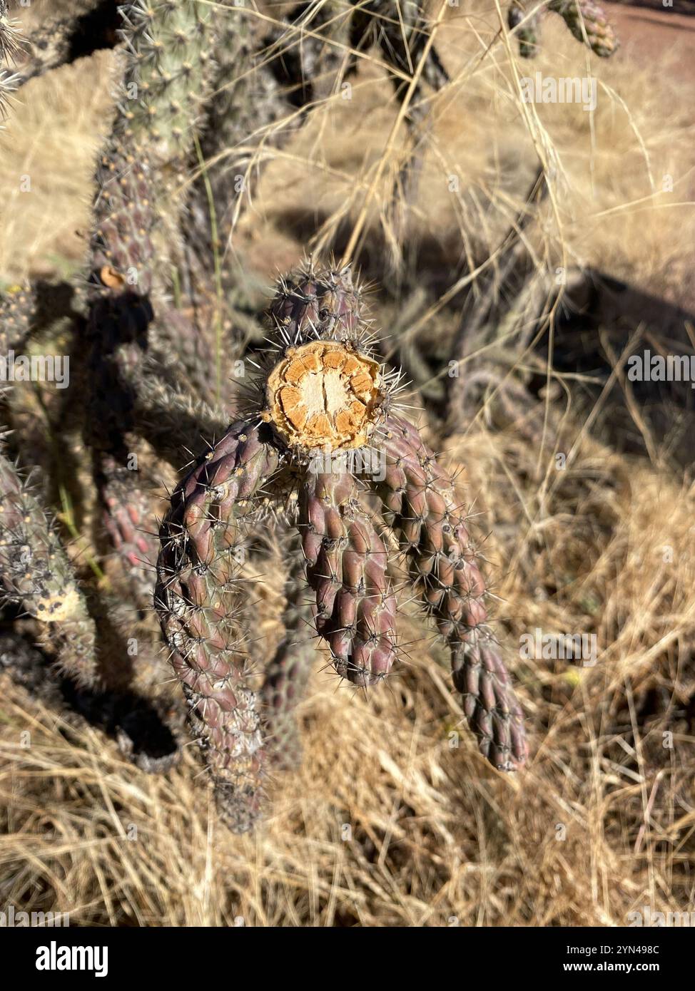 Cactus en bâton de marche (Cylindropuntia imbricata spinosior) Banque D'Images