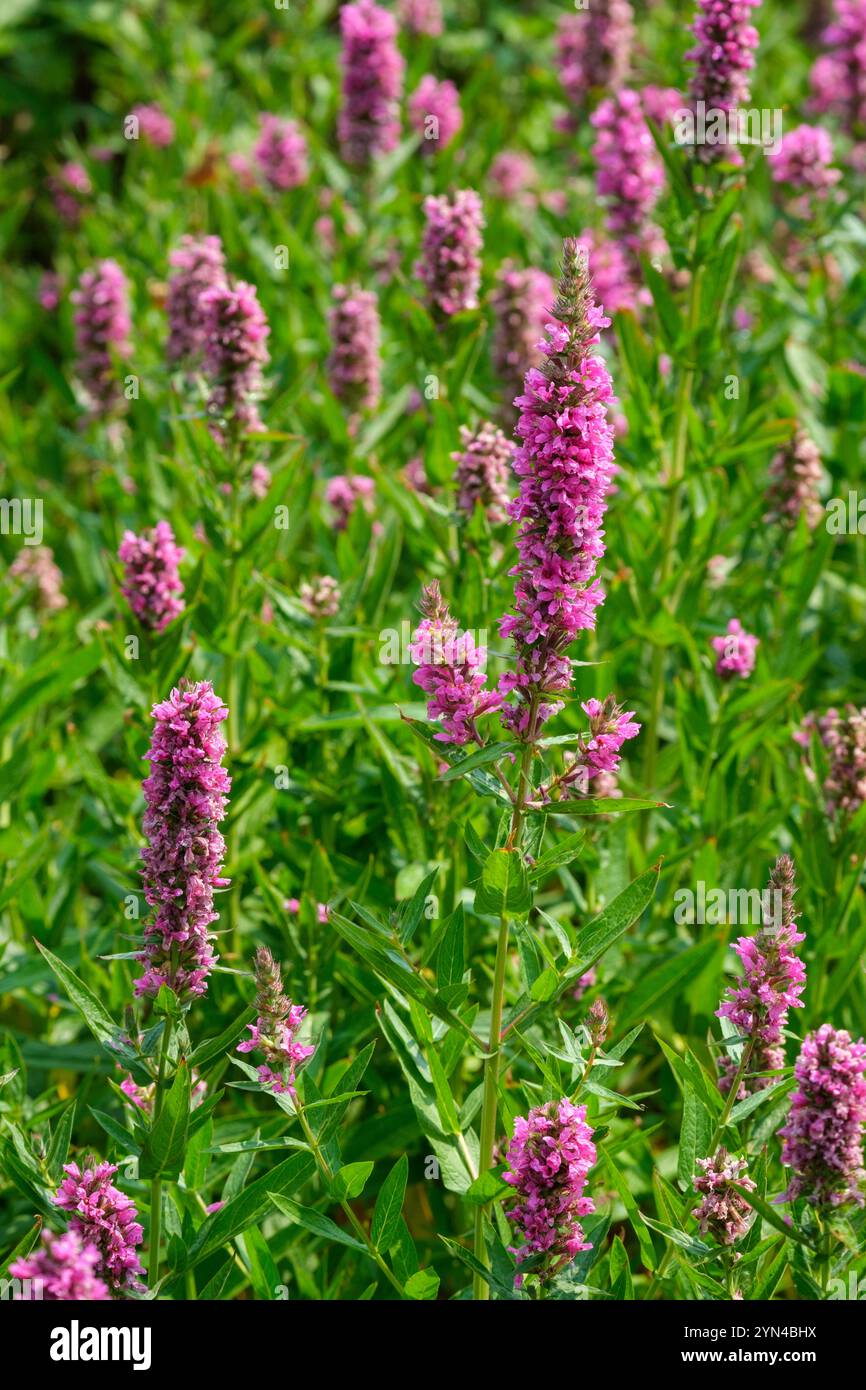 Lythrum salicaria Feuerkerze, Purple loosestrife Feuerkerze, Lythrum salicaria Firecandle, pointes fleurs rose-rouge Banque D'Images