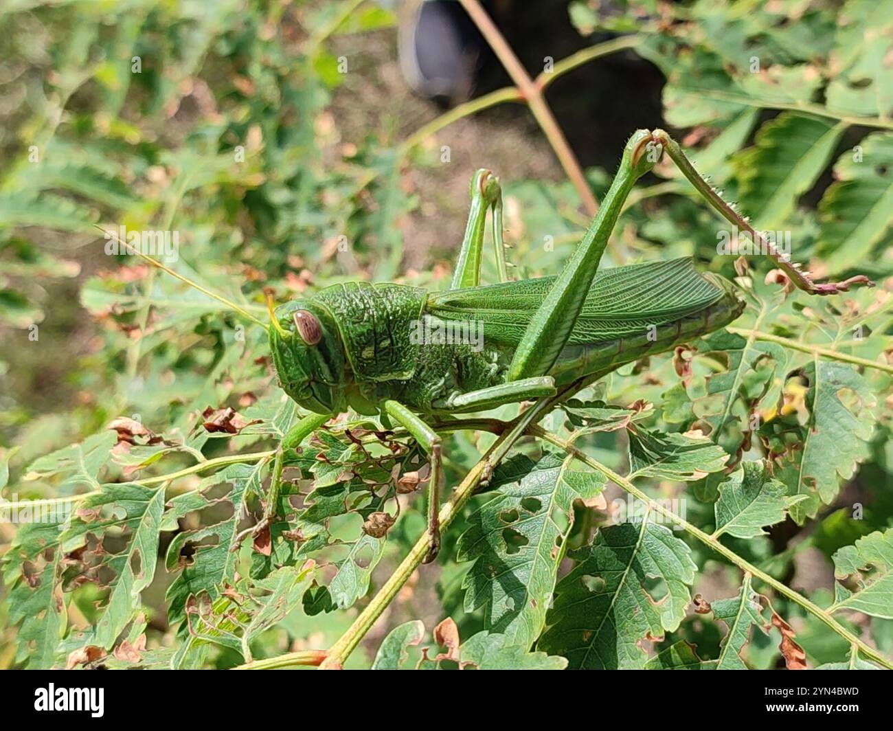 Grande sauterelle verte (Chondracris rosea) Banque D'Images