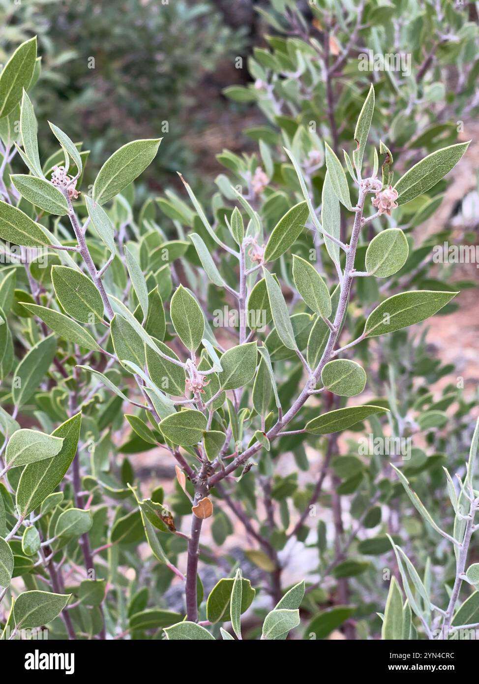 Manzanita à feuilles pointues (Arctostaphylos pungens) Banque D'Images