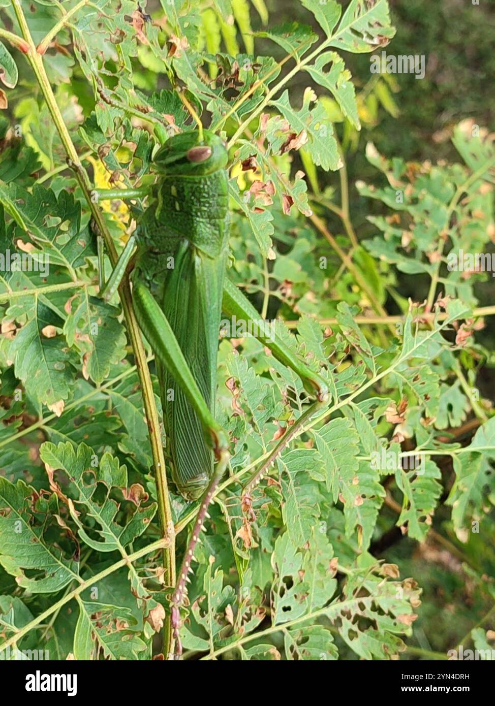 Grande sauterelle verte (Chondracris rosea) Banque D'Images