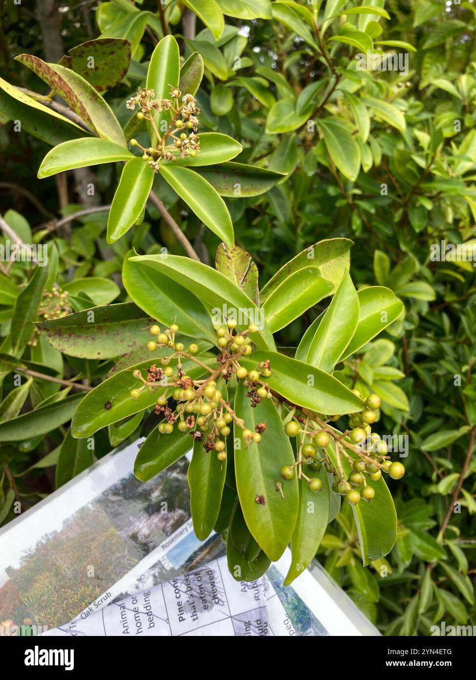 Marlberry (Ardisia escallonioides) Banque D'Images