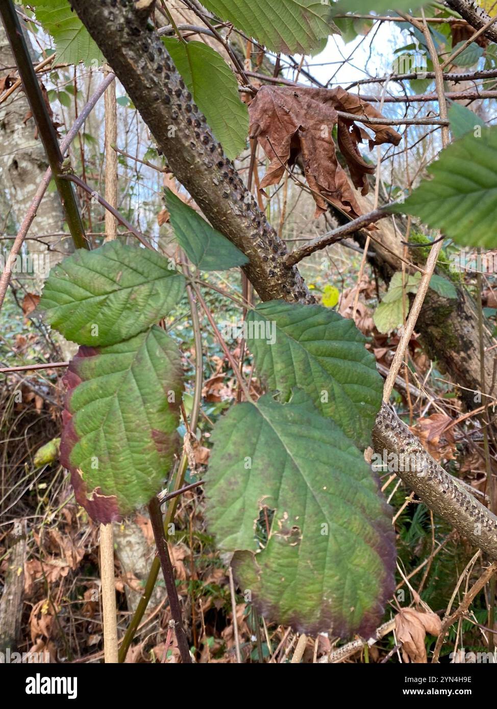 Mûre arménienne (Rubus armeniacus) Banque D'Images