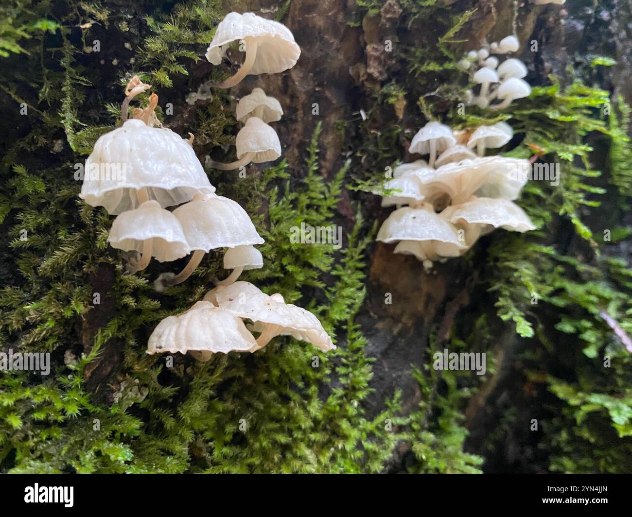 Parachutes de fées (Marasmiellus candidus) Banque D'Images