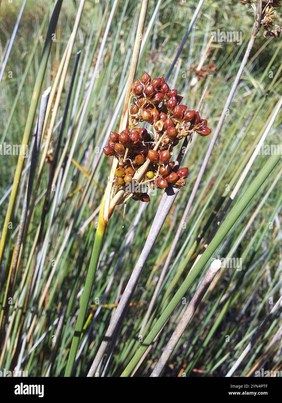 Rush épineux (Juncus acutus) Banque D'Images