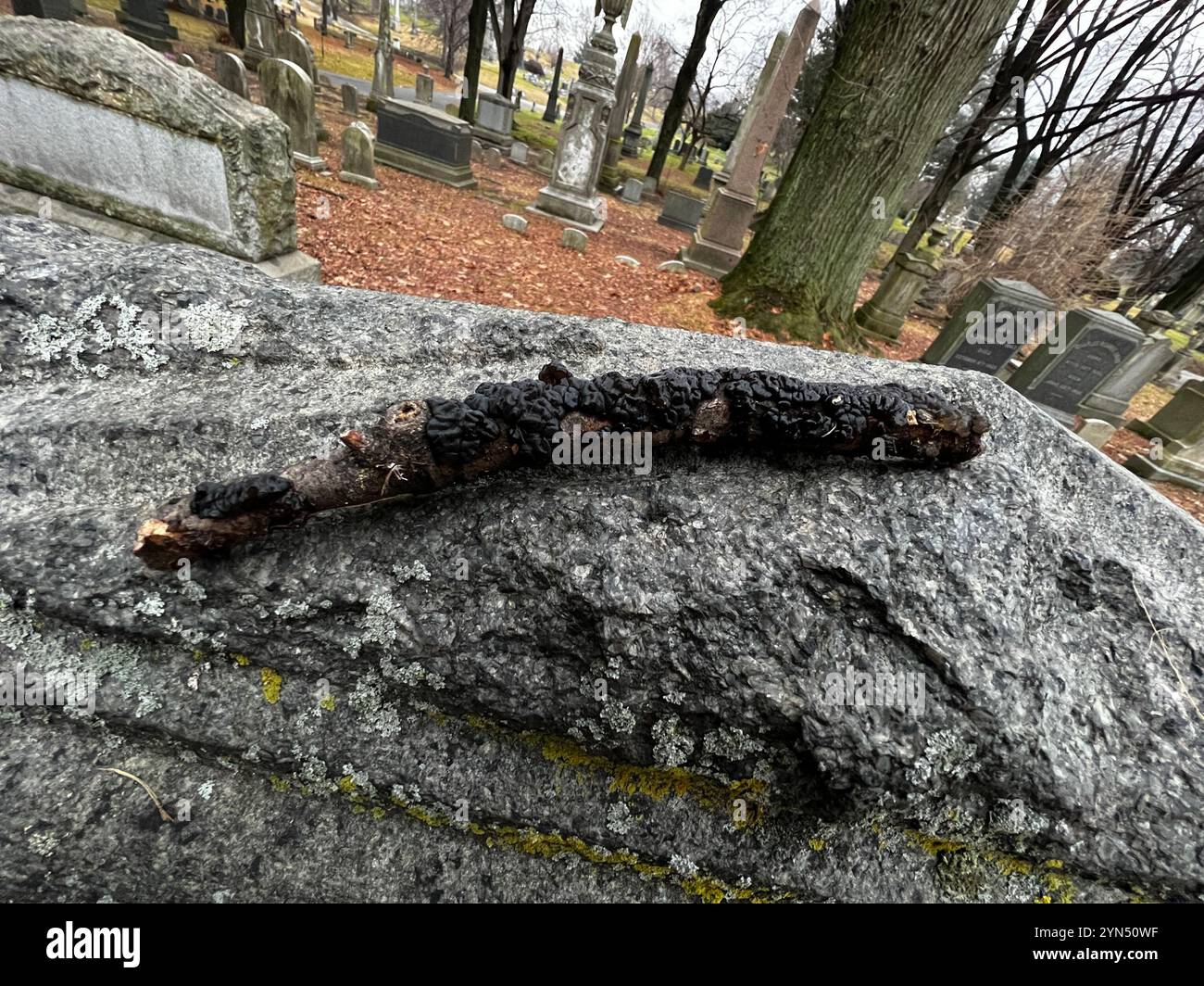 Beurre de Warlock (Exidia nigricans) Banque D'Images