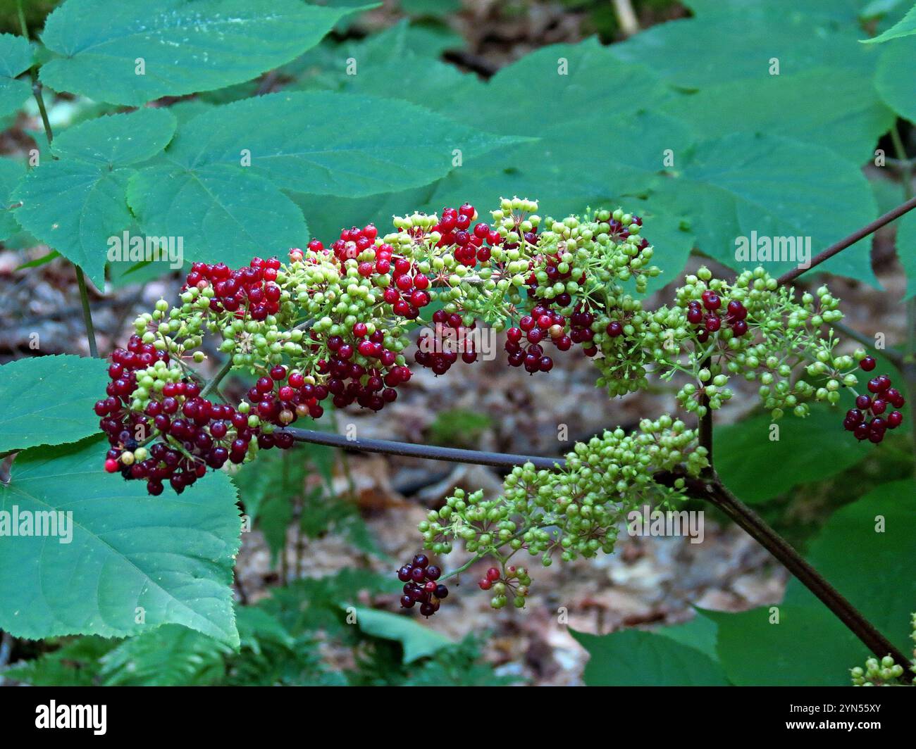 American spikenard (Aralia racemosa) Banque D'Images