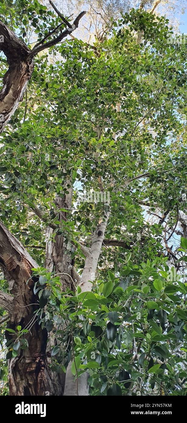 Figue de Port Jackson (Ficus rubiginosa) Banque D'Images