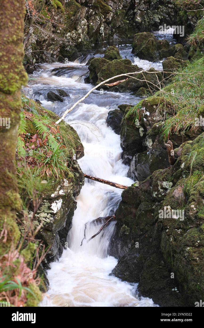 Bois des Cris, chutes d'eau dans un site boisé géré par la RSPB près de Newton Stewart Galloway Écosse - photo novembre 2024 Banque D'Images