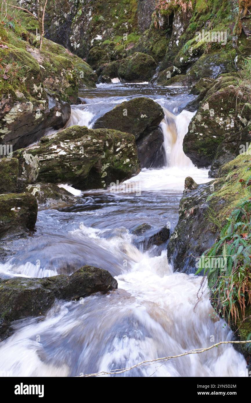 Bois des Cris, chutes d'eau dans un site boisé géré par la RSPB près de Newton Stewart Galloway Écosse - photo novembre 2024 Banque D'Images