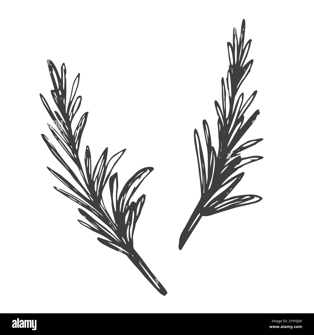 Rosemary. Esquisse. Un brin d'épices aromatiques. Illustration vectorielle. Contour sur fond isolé. Griffonner. Tige avec feuilles. Idée pour le web design, Illustration de Vecteur