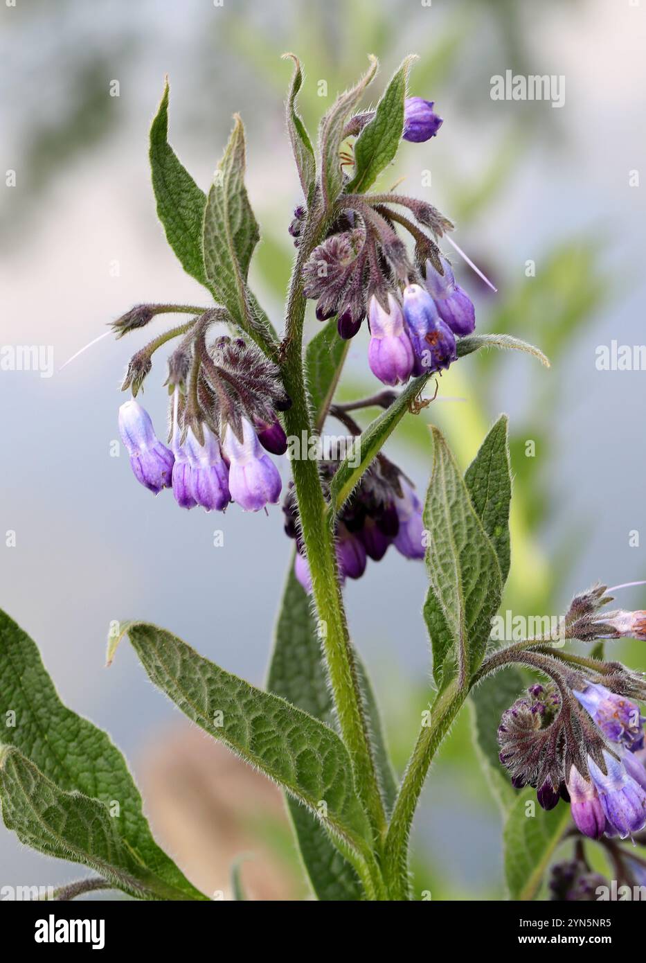 Consoude, Symphytum officinale, Boraginaceae. Réserve naturelle d'Amwell, Royaume-Uni. Banque D'Images