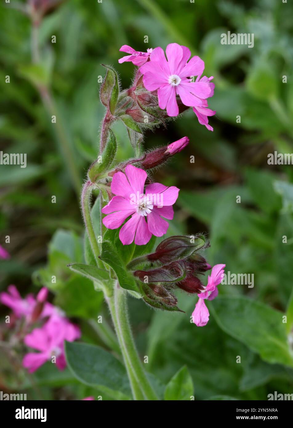 Campion rouge, ou mouche rouge, Silene dioica, (syn. Melandrium rubrum), Caryophyllaceae. Réserve naturelle d'Amwell, Royaume-Uni. Banque D'Images
