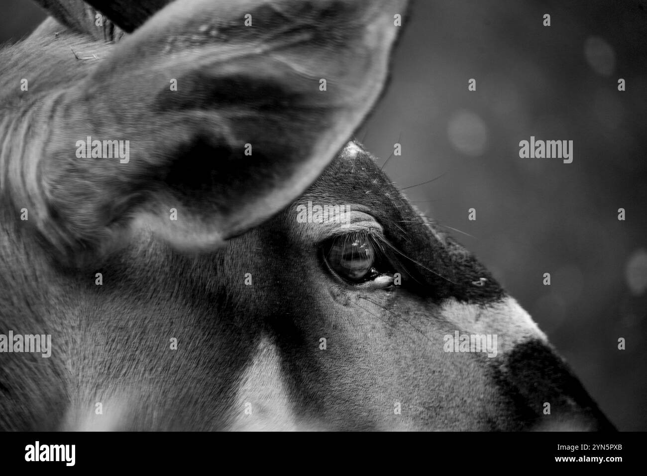 Le Bongo de l'est (Tragelaphus eurycerus) est en danger critique d'extinction à Folly Farm, au pays de Galles, moins de 150 bongo restant à l'état sauvage. Propriété de la photo autorisée Banque D'Images