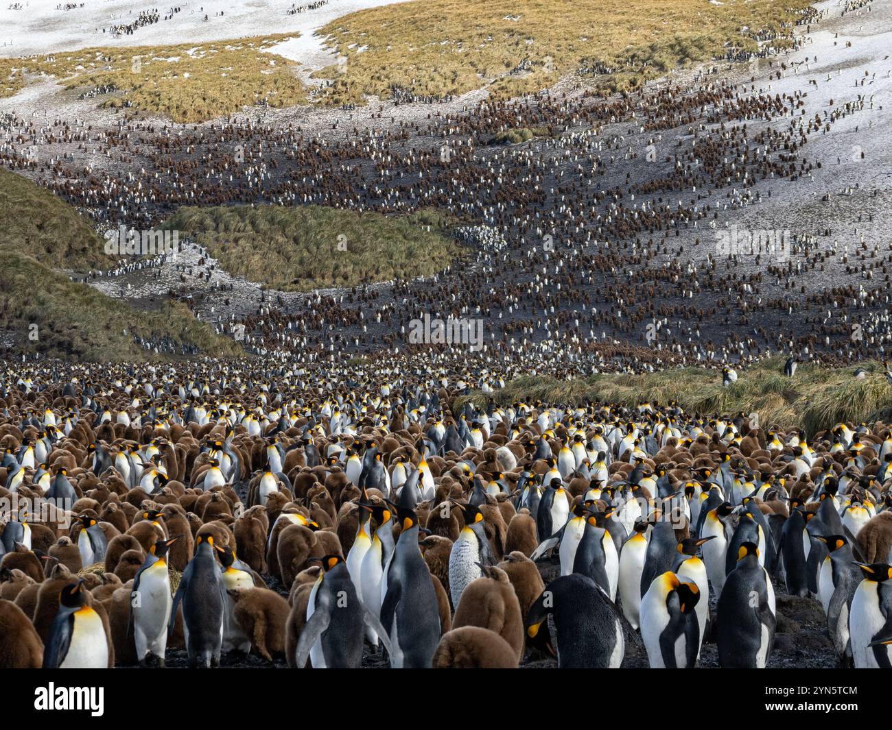 Colonie massive de manchots royaux à Salisbury Plain, île de Géorgie du Sud Banque D'Images