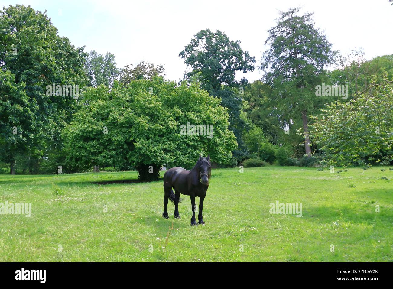 un cheval noir debout sur un pré Banque D'Images