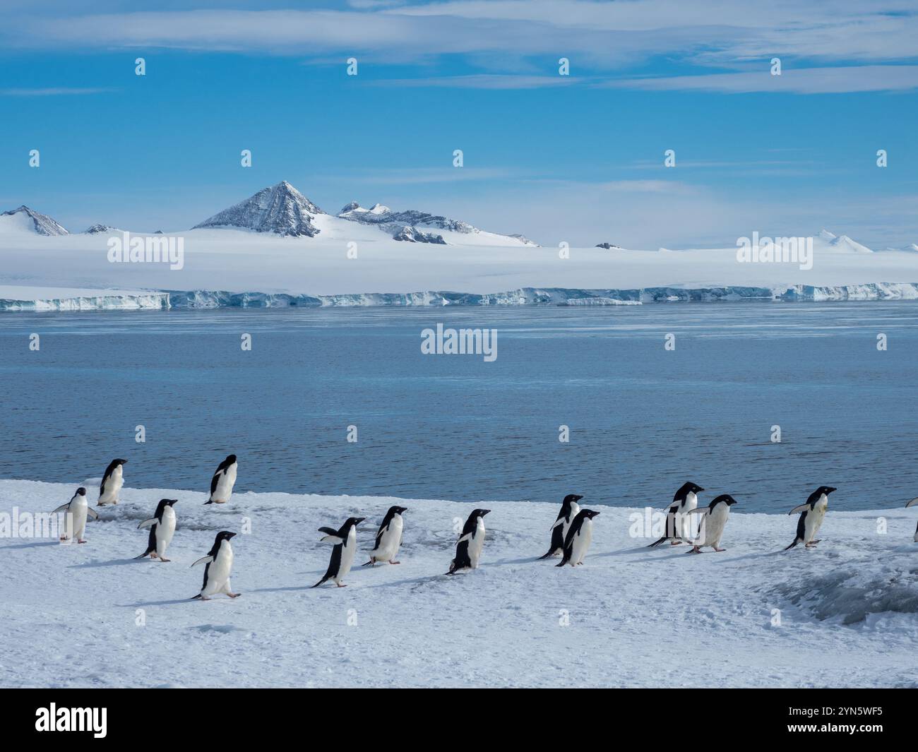 Manchots Adelie, Pygoscelis adeliae, nichant à Brown Bluff, péninsule Antarctique Banque D'Images