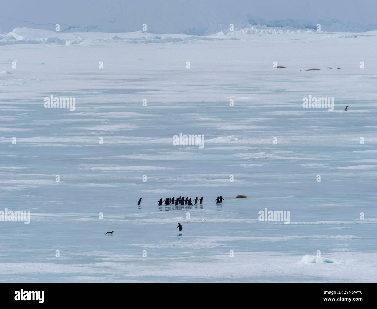 Les phoques de Crabeater sont morts sur la glace de mer à cause de la grippe aviaire H5N1 Banque D'Images