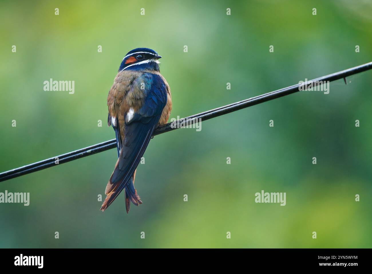Oiseau Hemiprocne comata à Hemiprocnidae, hareswift mousseté, trouvé au Brunei, en Indonésie, en Malaisie, au Myanmar, Philippines, Singapour et Thaïlande, Beaut Banque D'Images