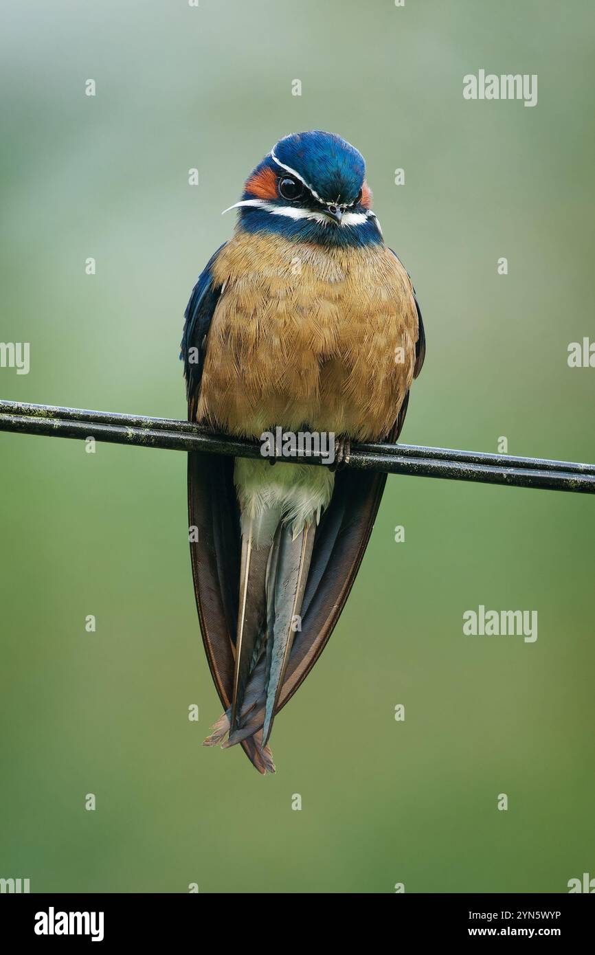 Oiseau Hemiprocne comata à Hemiprocnidae, hareswift mousseté, trouvé au Brunei, en Indonésie, en Malaisie, au Myanmar, Philippines, Singapour et Thaïlande, Beaut Banque D'Images