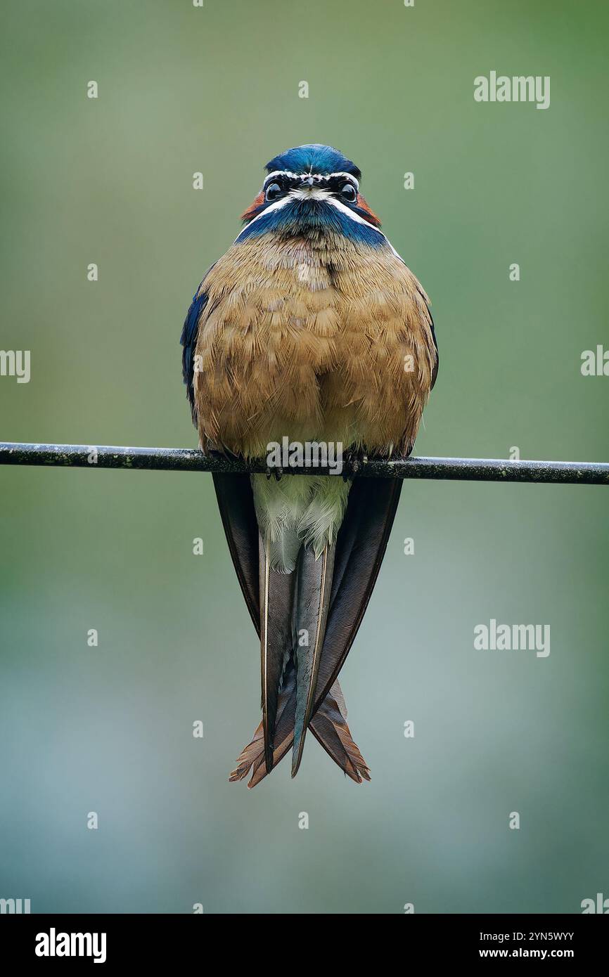 Oiseau Hemiprocne comata à Hemiprocnidae, hareswift mousseté, trouvé au Brunei, en Indonésie, en Malaisie, au Myanmar, Philippines, Singapour et Thaïlande, Beaut Banque D'Images