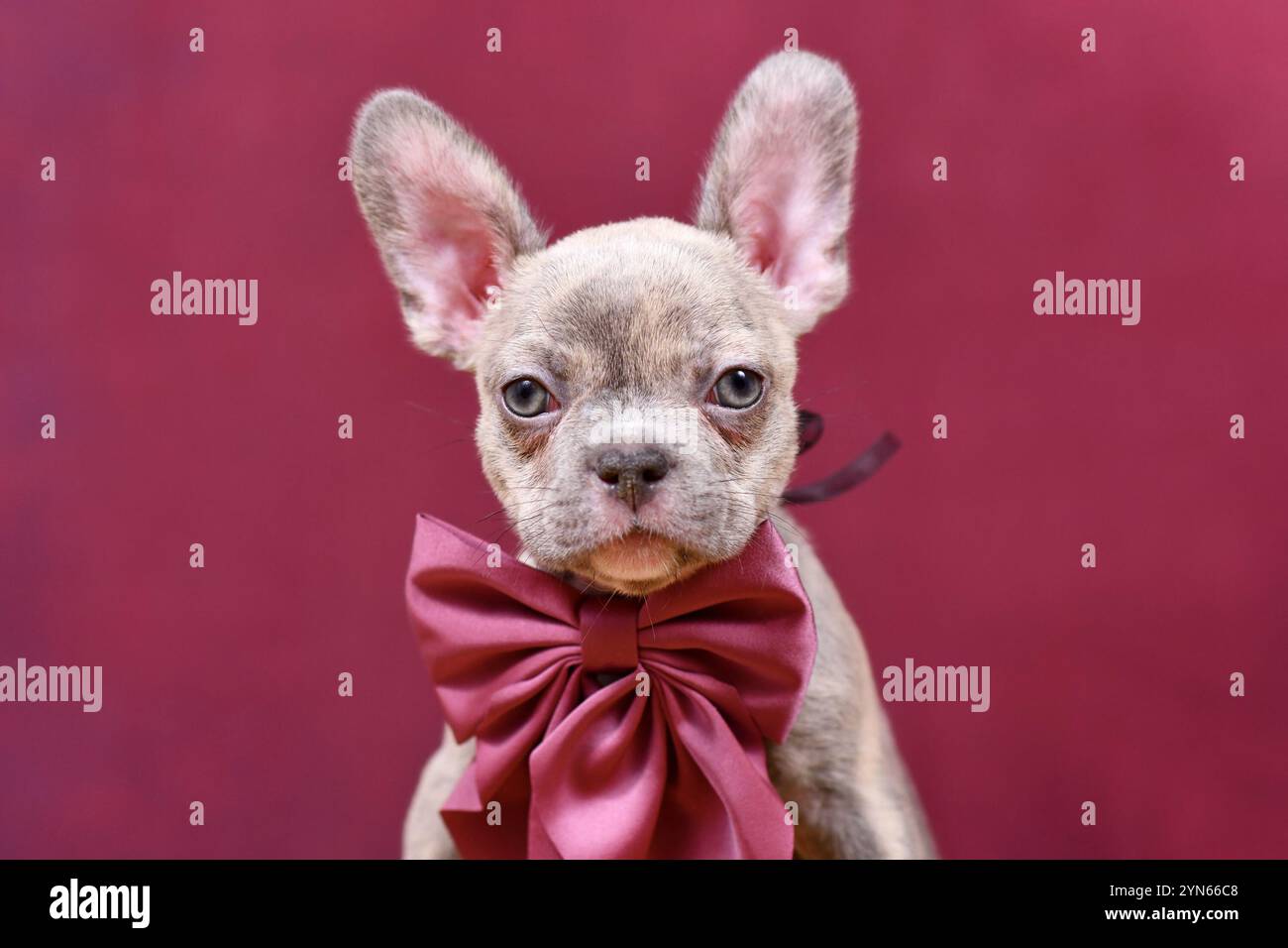 Jeune chiot de chien bouledogue français Brindle lilac avec ruban Bordeaux devant le fond du studio Banque D'Images