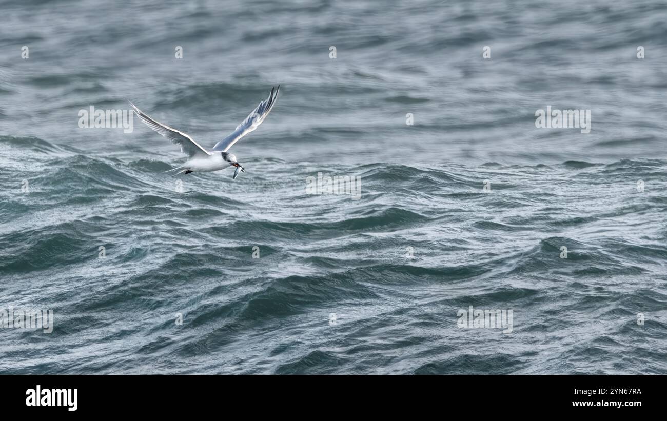 Image minimaliste d'une sterne sandwich (Thalasseus sandvicensis) sortant de l'eau avec un poisson, eau bleu clair, espace copie, espace négatif, 16:9 Banque D'Images