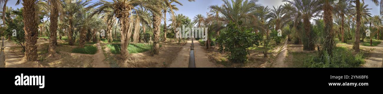 Promenade dans le jardin d'Igrane près de Merzouga, une oasis agricole typique avec de petits canaux, Maroc, Afrique Banque D'Images