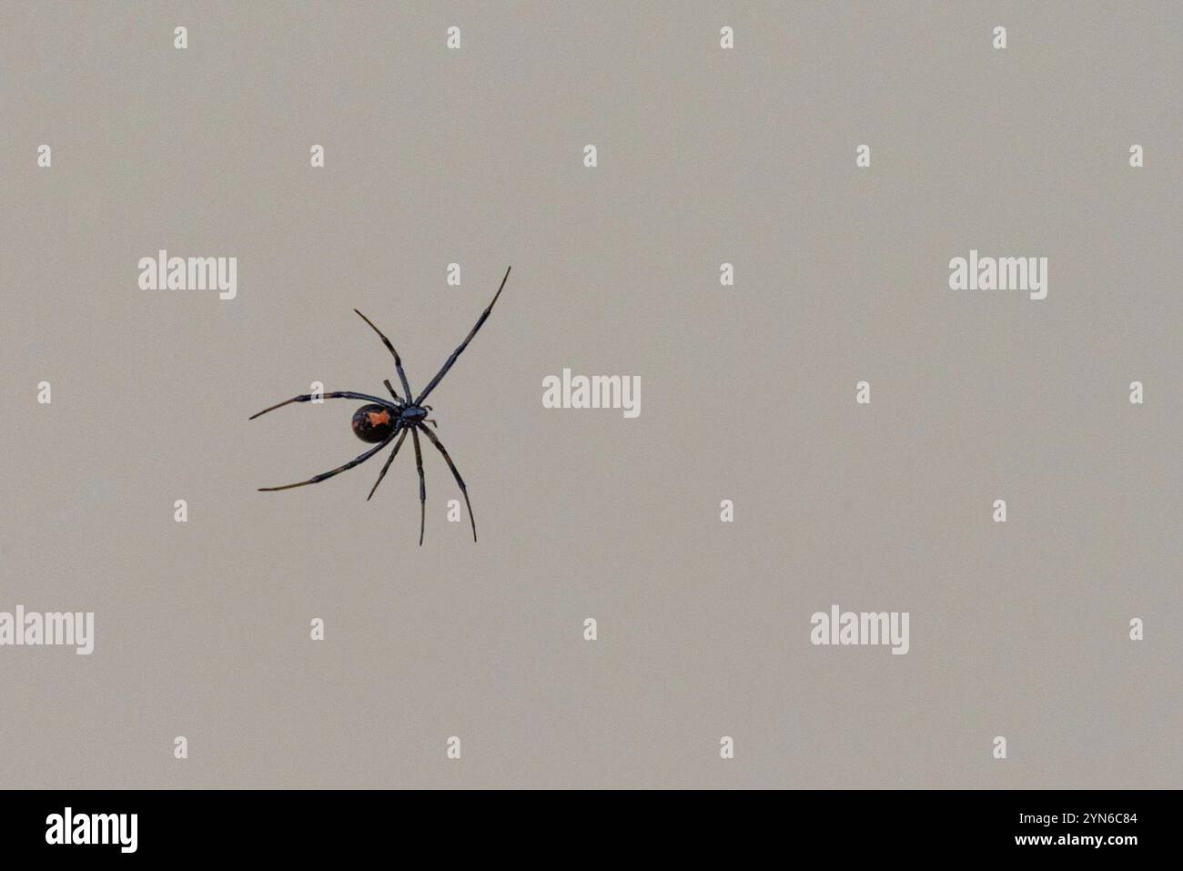 Une araignée vénénéneuse Black Widow dans le Big Bend Naitonal Park, USA, Amérique du Nord Banque D'Images