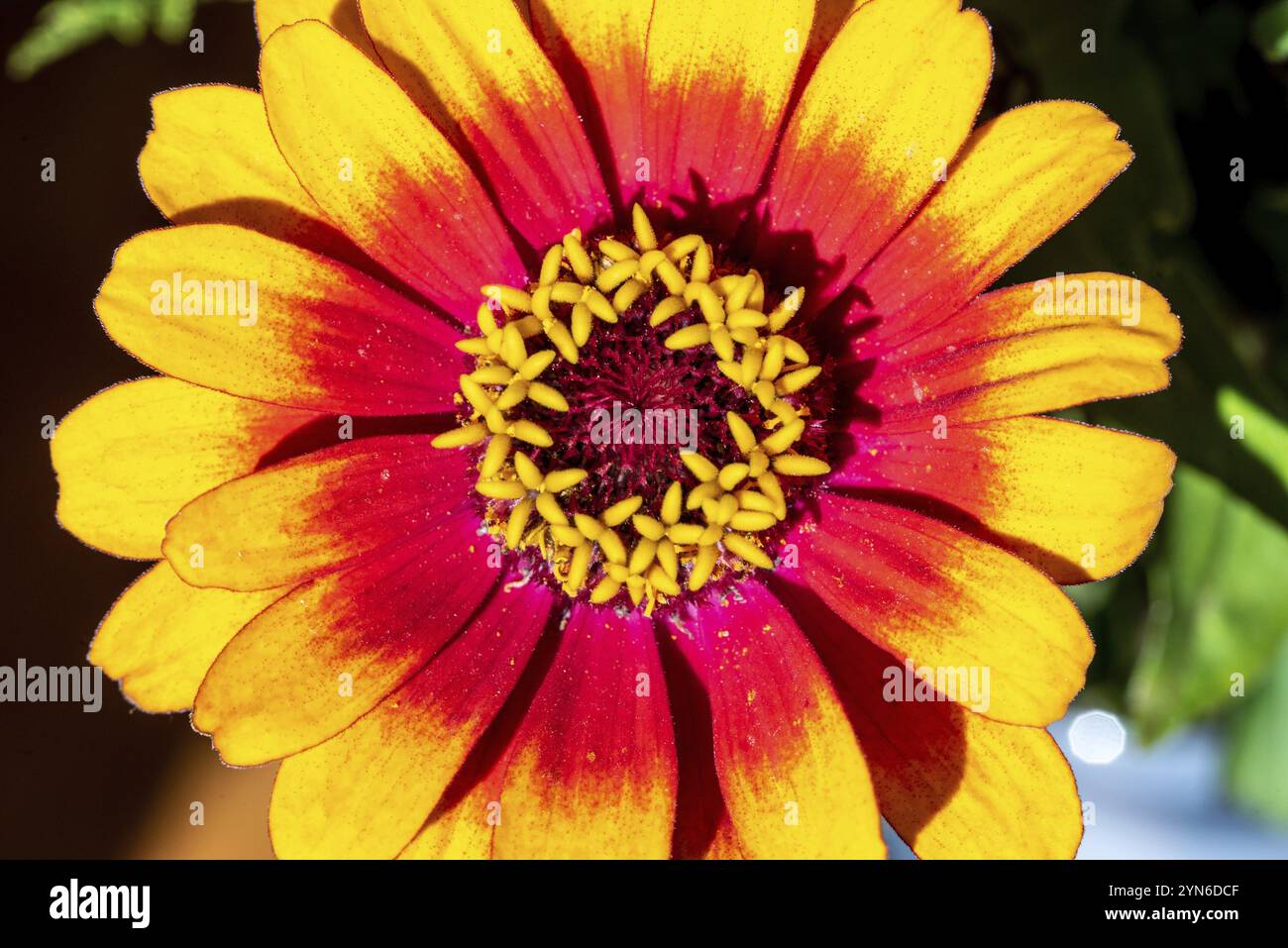 Vue rapprochée d'un bel aster coloré dans un bouquet de fleurs Banque D'Images