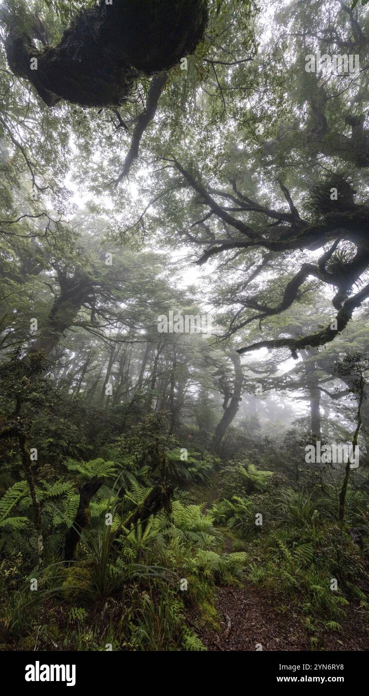 Randonnée pédestre sur la piste de Ngamoko à Waikaremoana, Île du Nord de la Nouvelle-Zélande Banque D'Images