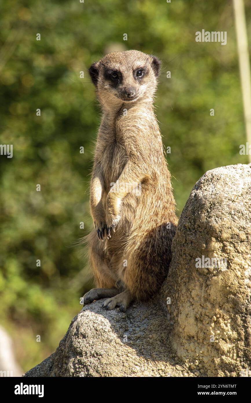 Une suricate gardant sa famille d'un rocher, zoo Hellabrunn à Munich, Allemagne, Europe Banque D'Images