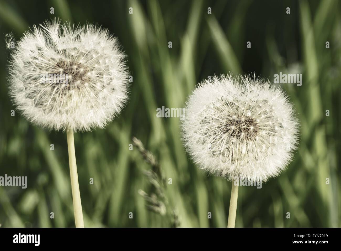 Têtes de pissenlit Taraxacum sect. Ruderalia,, CONTINENT  Banque D'Images